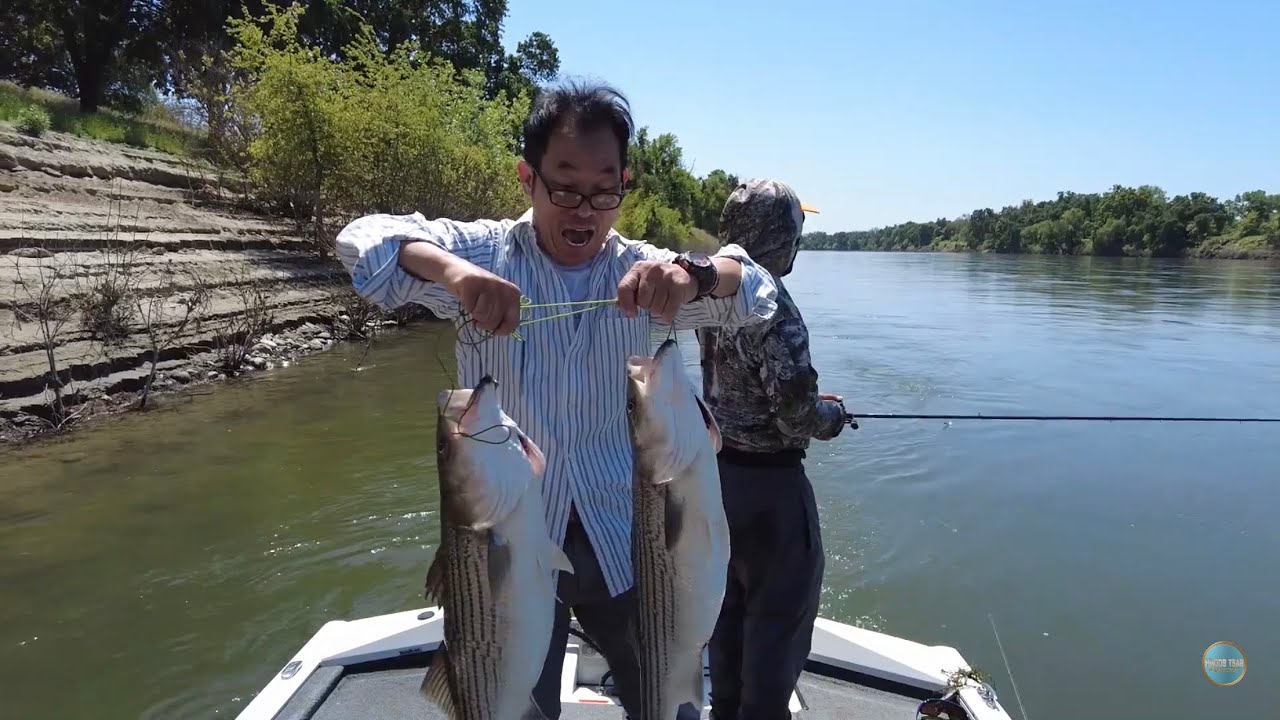 Striper fishing in Feather river 4/ 30/ 25