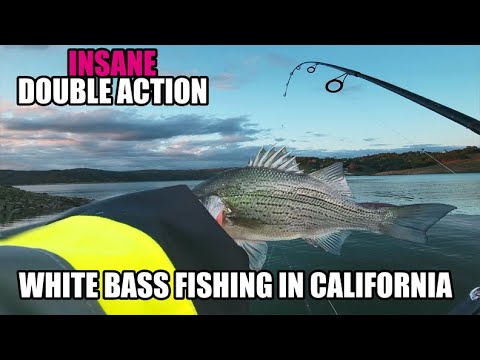 WHITE BASS FISHING IN CALIFORNIA. NUV NTSES TXAIJDAWB TOM TIAG2 NYOB  KASLISHUASNIAS