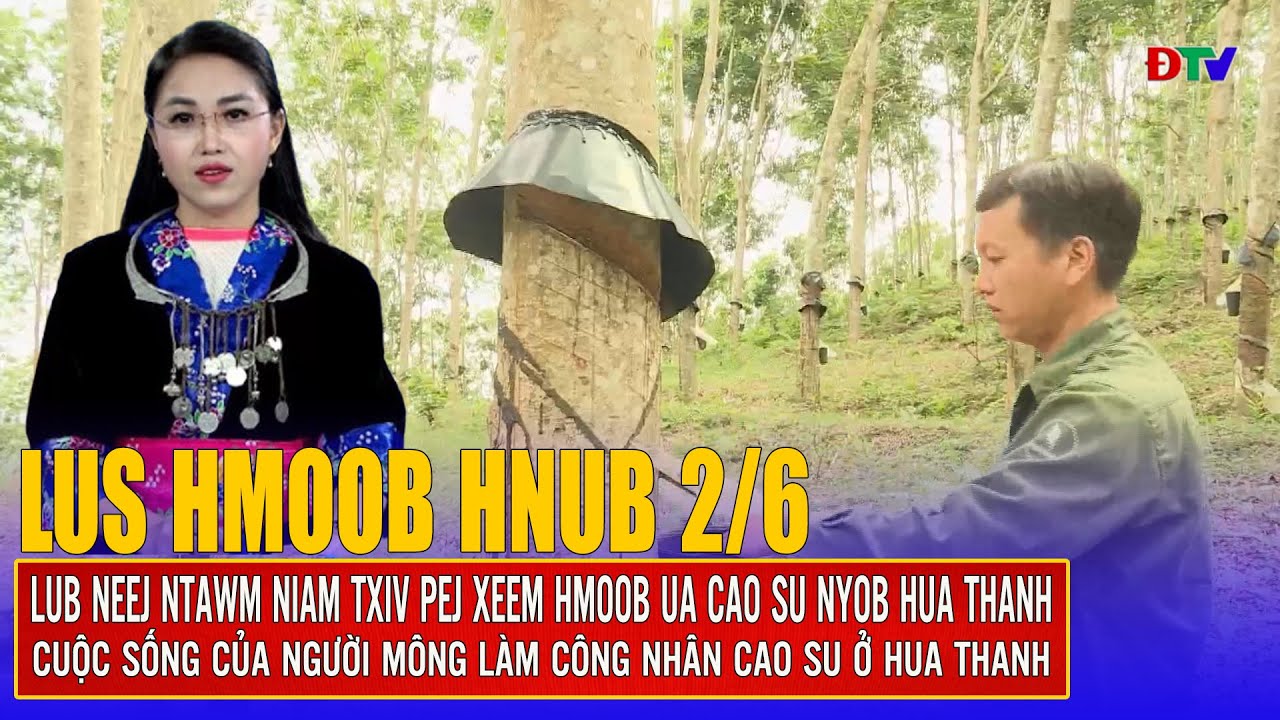 Lub neej ntawm niam xeem Hmoob ua cao su nyob Hua Thanh | Xov tooj  cua lus Hmoob Dien Bien 2-6-2025
