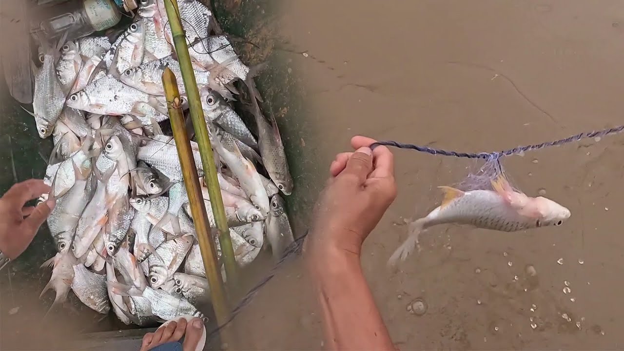 mus cuab ntse mag kawg