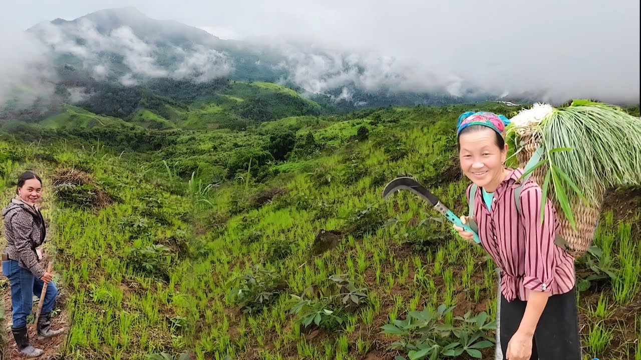 NCIG MUS SAIB HMOOB SAB Ky Son ZOS KAB TEB, KAB ZAIM ,KAB NAIM  6/2025