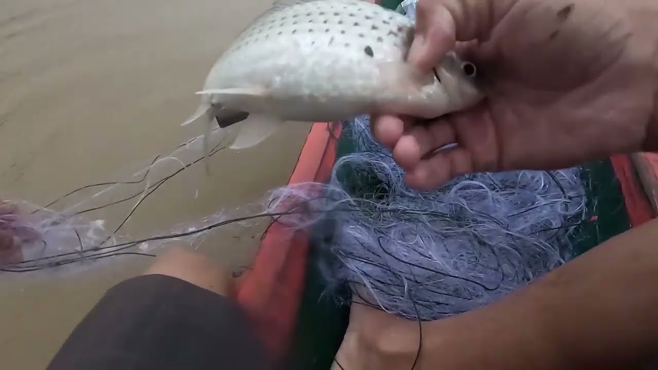 mus nplawm ntse mag kawg li