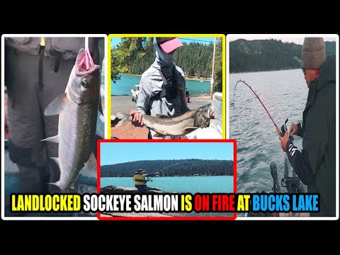 KOKANEE is on FIRE at Bucks Lake, California