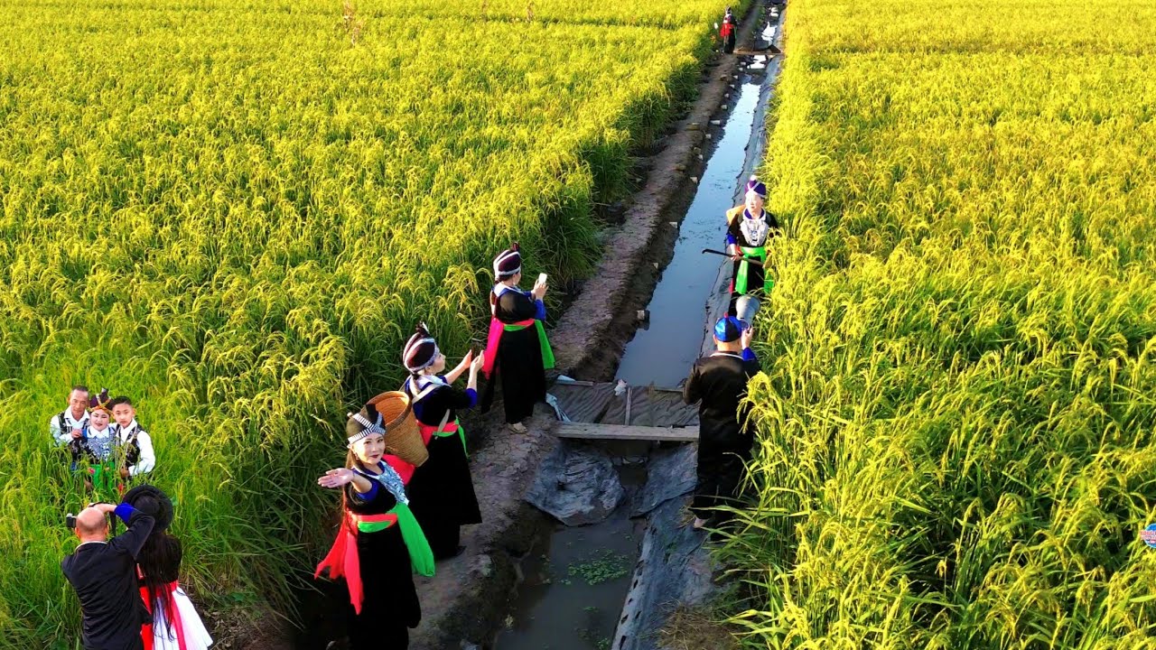 HMONG AMERICAN FARMING RICE IN MERCED CALIFORNIA 9/2025