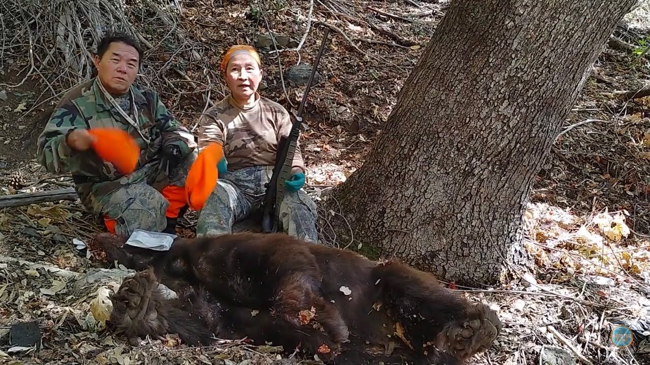 Bear hunting yos hav zoov tua dais 9/2025