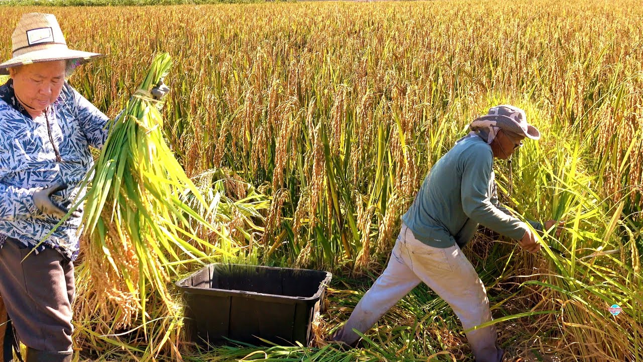 HMONG AMERICAN FARMERS HARVEST RICE IN MERCED, CALIFORNIA ON 10/18 /2025