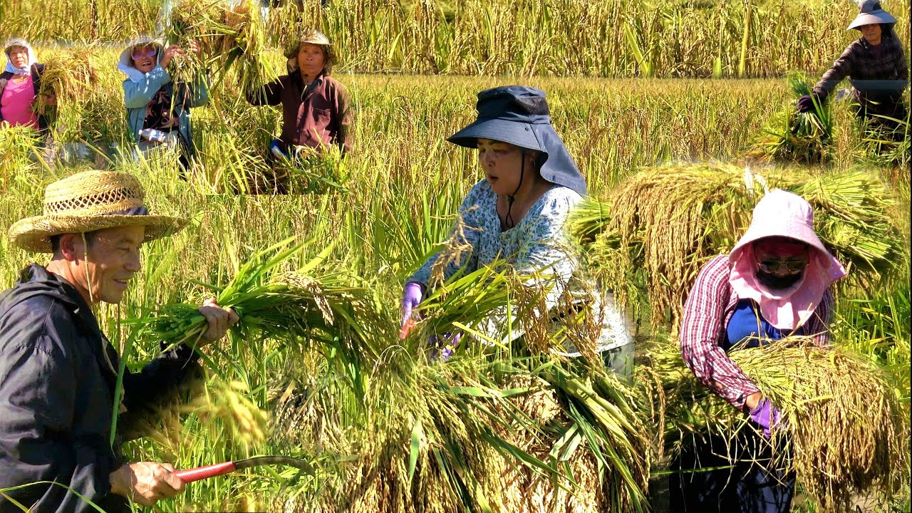 HMOOB MERCED HLAIS MOV NPEJ TSHIAB LAWM 10/21/2025