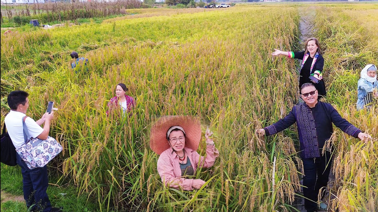 HMOOB MERCED  HLAIS NPLEJ HNUB XAUS 11/12/2025