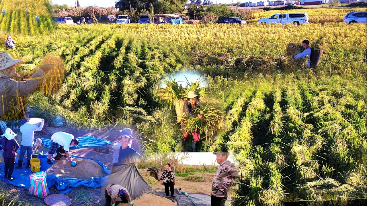 HMOOB SIV VUV HLAIS NLPEJ ZOS MERCED 11/11/2025