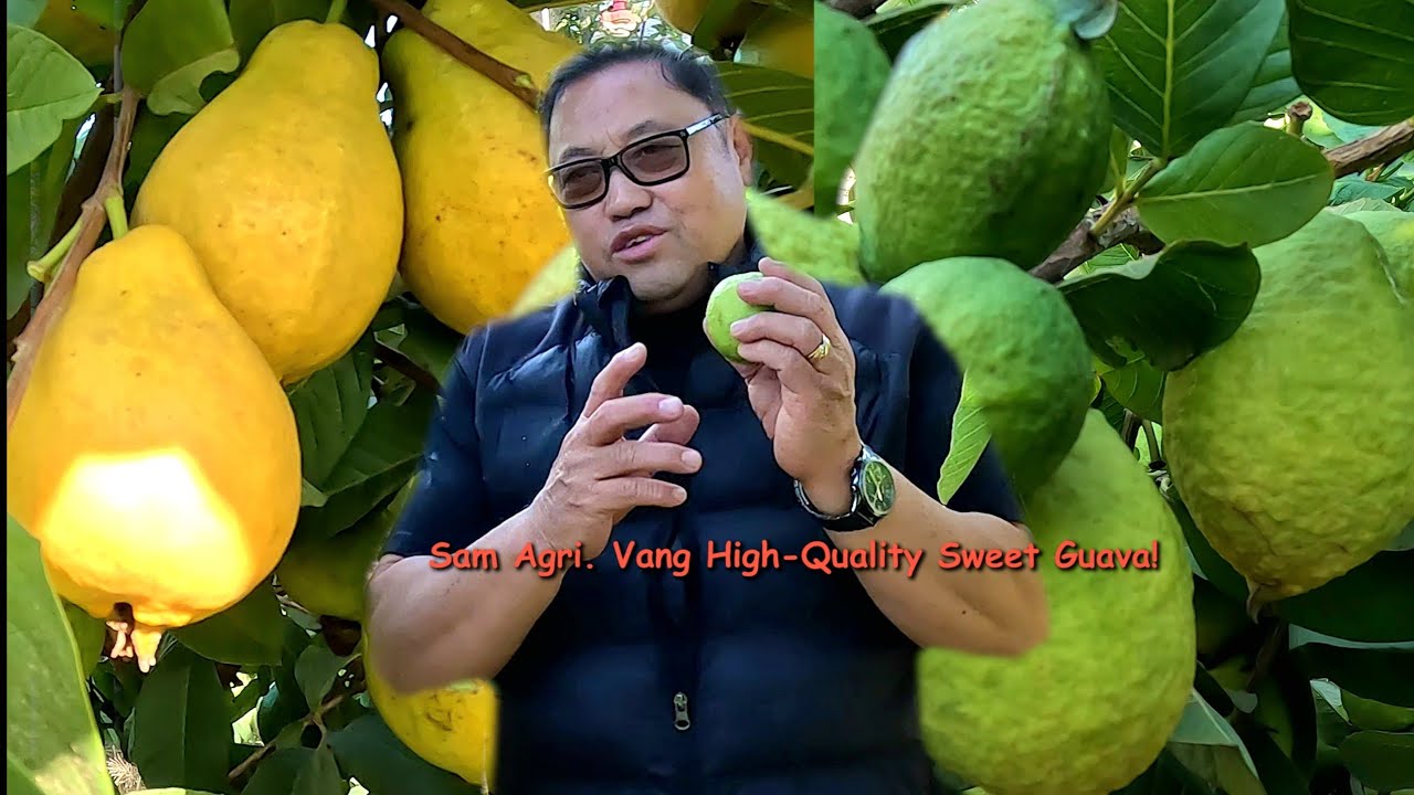 SAM AGRI. HIGH QUALITY SWEET GUAVA! 10/30/2025