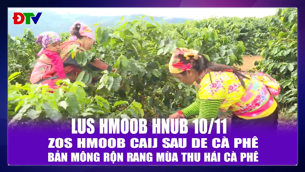 Zos Hmoob caij sau de cà phê | Xov tooj cua lus Hmoob Dien Bien  10-11-2025 | Điện Biên TV