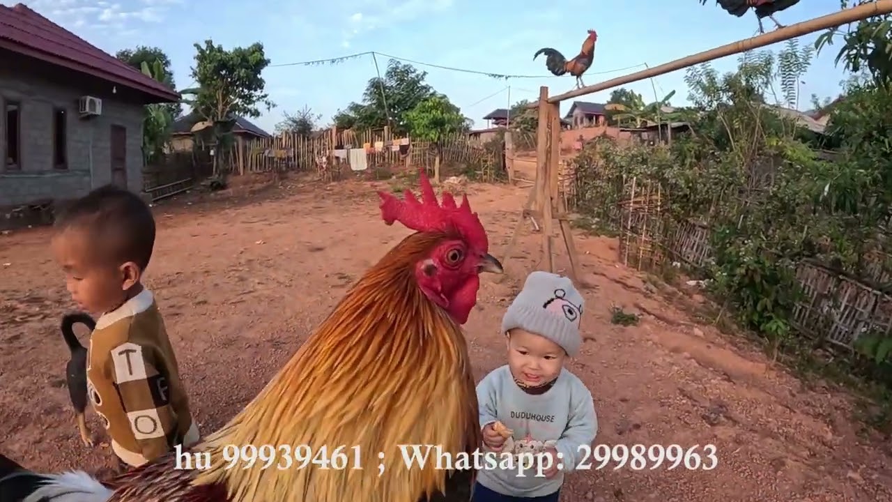 Qaib qu F2 nyiam nug tau