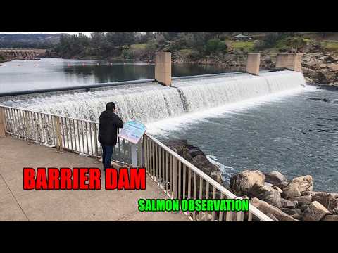 BARRIER DAM SALMON OBSERVATION