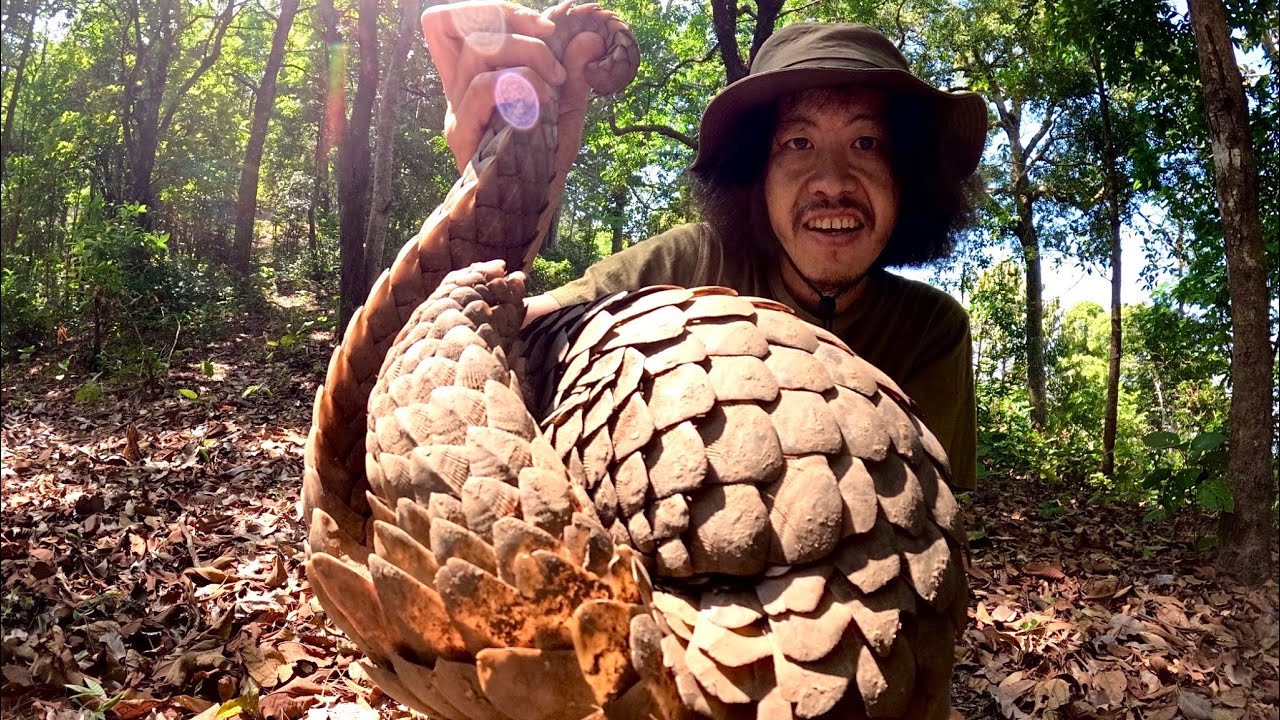 ตัวลิ่น หรือ ตัวนิ่ม  สัตว์เลี้ยงลูกด้วยนมที่มีเกล็ด…  [ โจโฉ ]