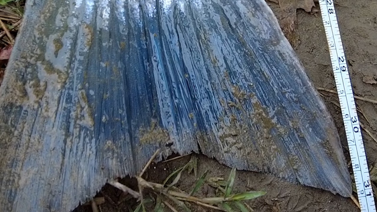 Cought 31″ striper  in Sacramento river 4 .1. 26