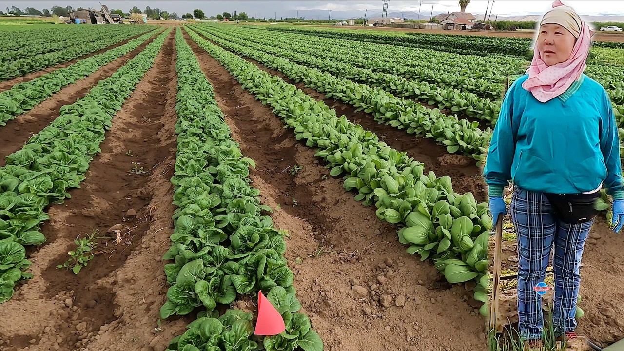 HMOOB UA TEB ZAUB NYOB ZOS FRESNO CALIFORNIA 4/12/2026