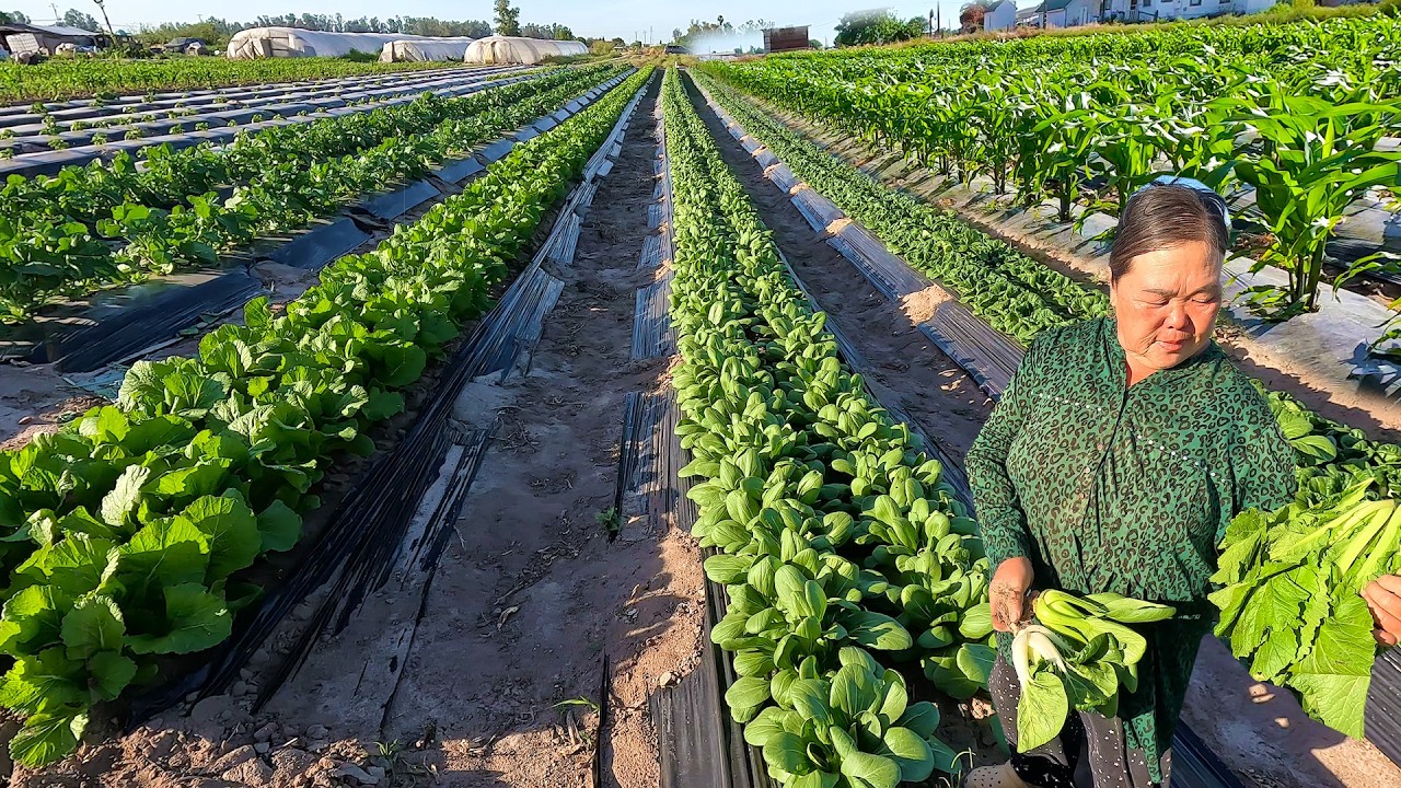 HMOOB UA TEB ZAUB POB KWS ZOS MERCED CALIFORNIA  4/7/2026