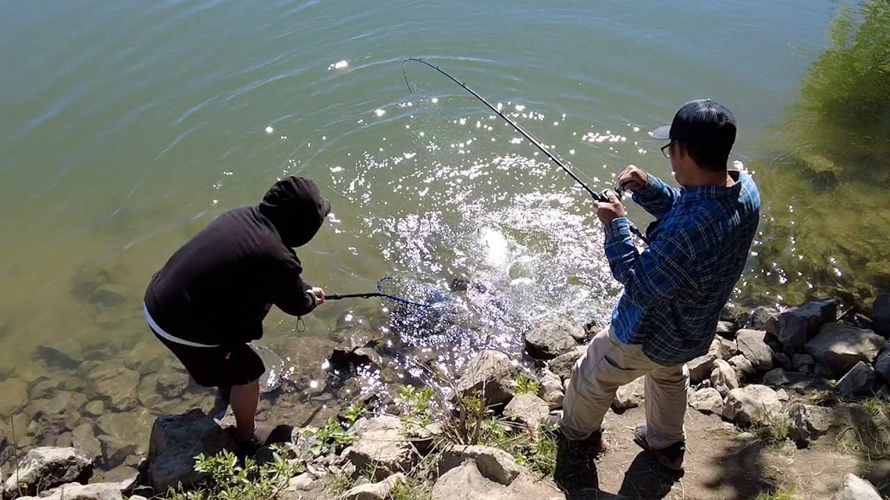 Striper fishing in Sacrament 4. 6. 26