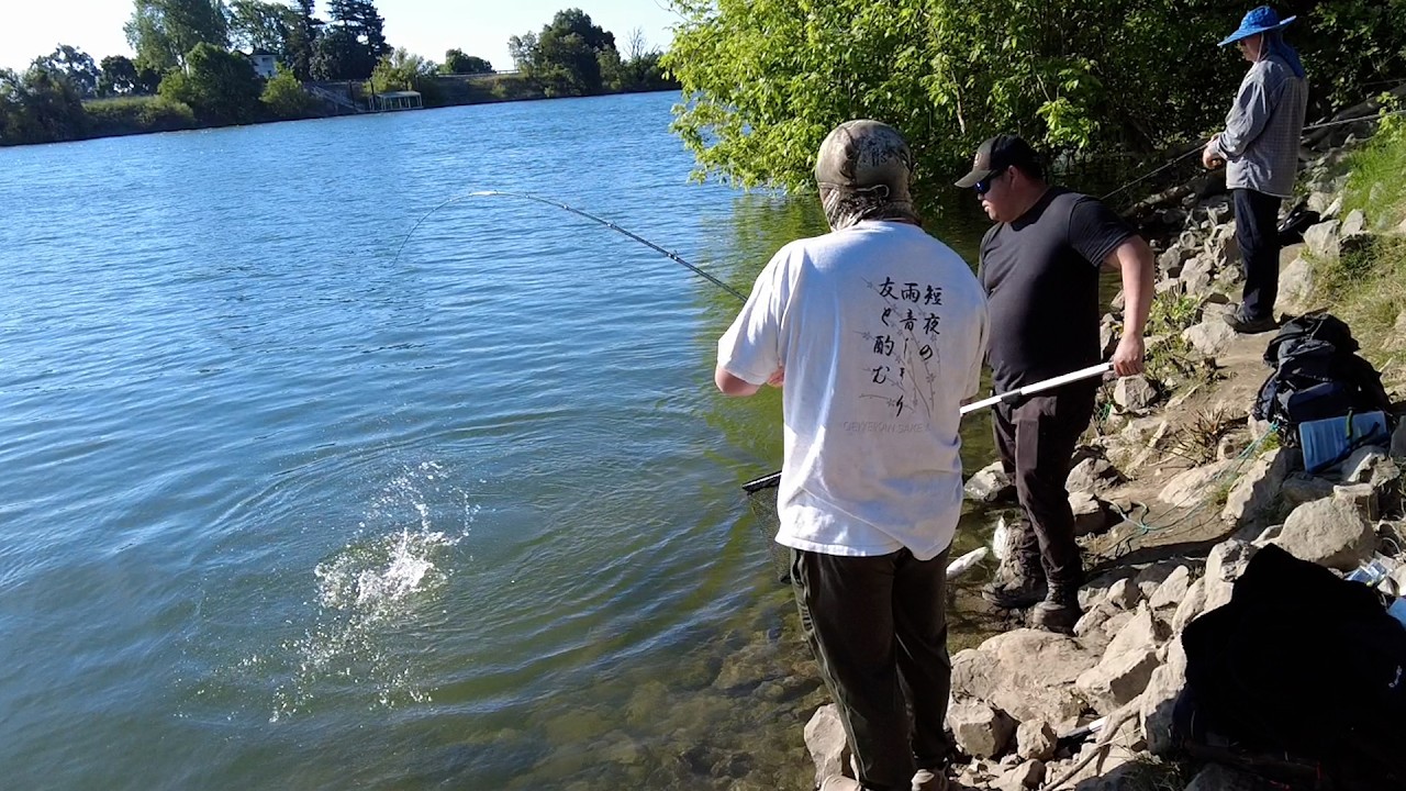 Striper fishing in Sacramento river 4 .8 .26