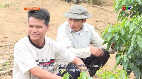 ĐIỆN BIÊN – Xov tooj cua lus Hmoob Dien Bien (Hnub 30-06-2026) | Điện Biên TV