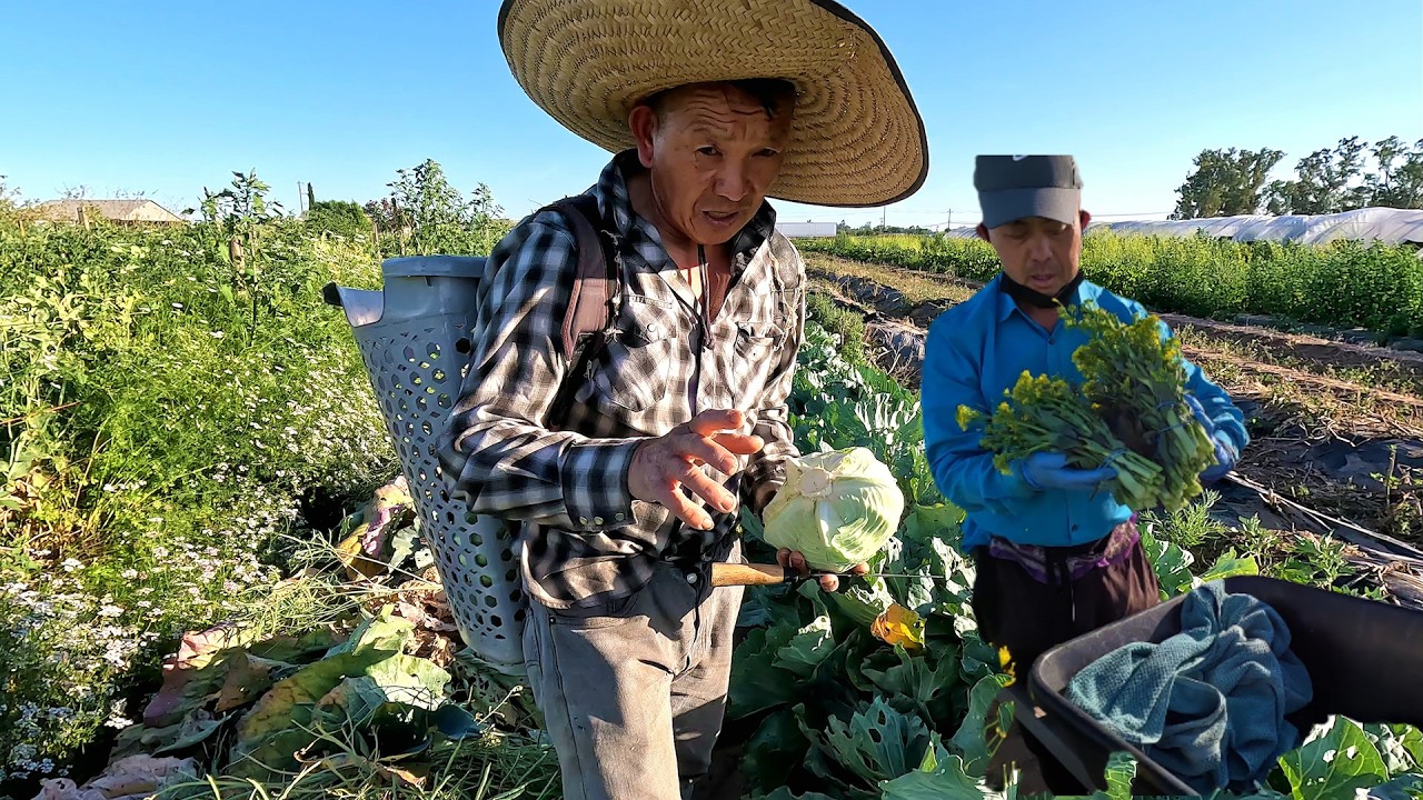 HMONG FARMING IN MERCED ( ntsib tub ncaws pob keej  vib nais Paj  theem xyooj ( Team 02 ) 6/2026