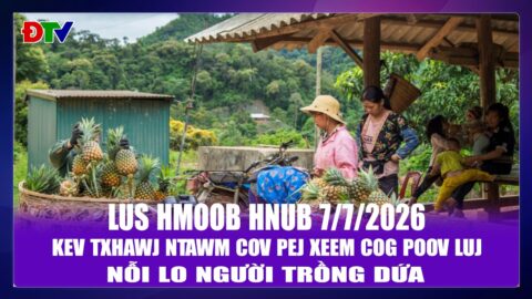 Kev txhawj ntawm cov pej xeem cog poov luj | Xov tooj cua lus Hmoob Dien Bien 7-7-2026 |Điện Biên TV