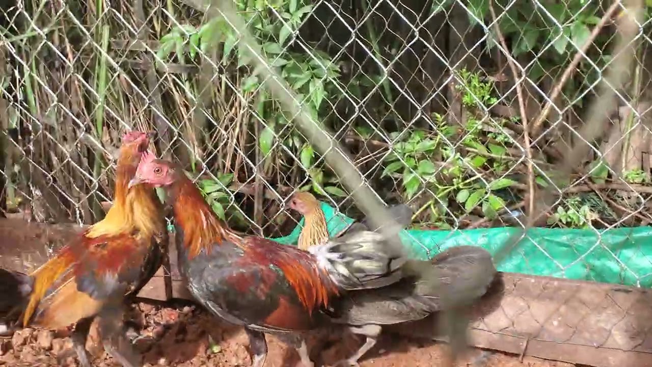 Me nyua Qaib Dib zoo nkauj kawg