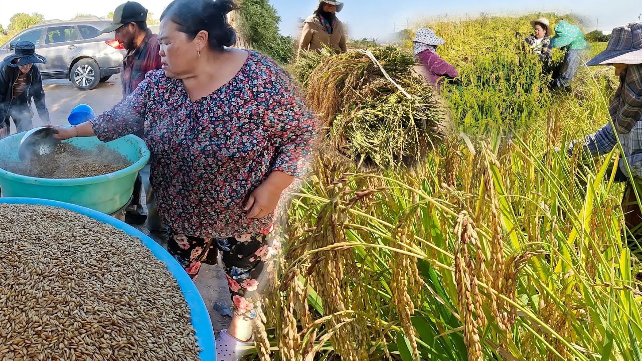 HMONG MERCED RICE FIELD HARVEST  9/29/2026