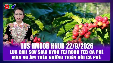 Lub caij sov siab nyob tej roob teb cà phê | Xov tooj cua lus  Hmoob Dien Bien 22-9-2026