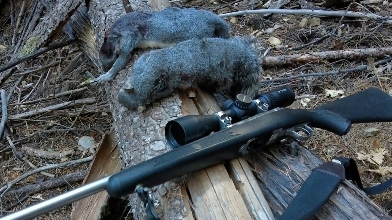 Squirrel hungting 9 /20/ 26  yos hav zoov tua nas