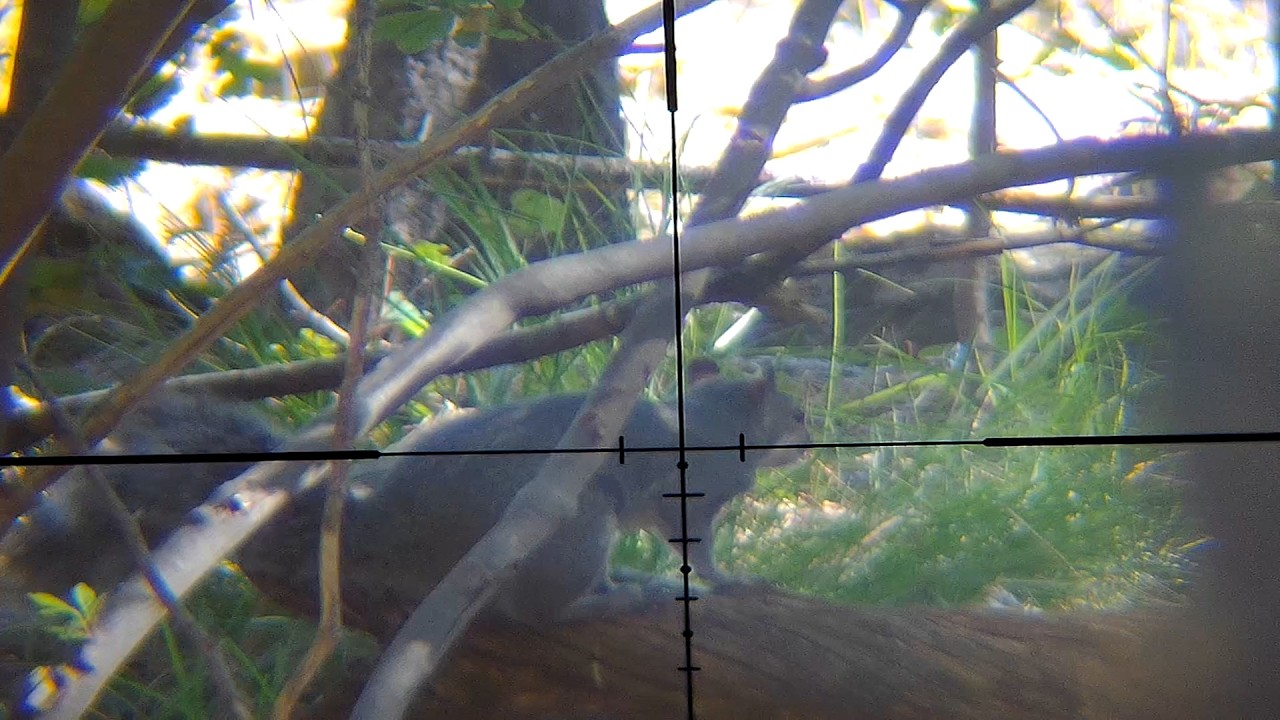 Squirrel hunting yos hav zoov tua nas  9 / 26