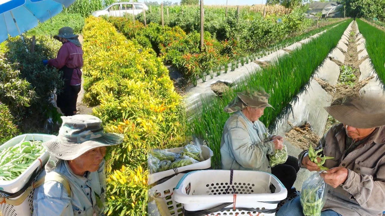 HMONG FARMERS IN MERCED CALIFORNIA 10/14/2026