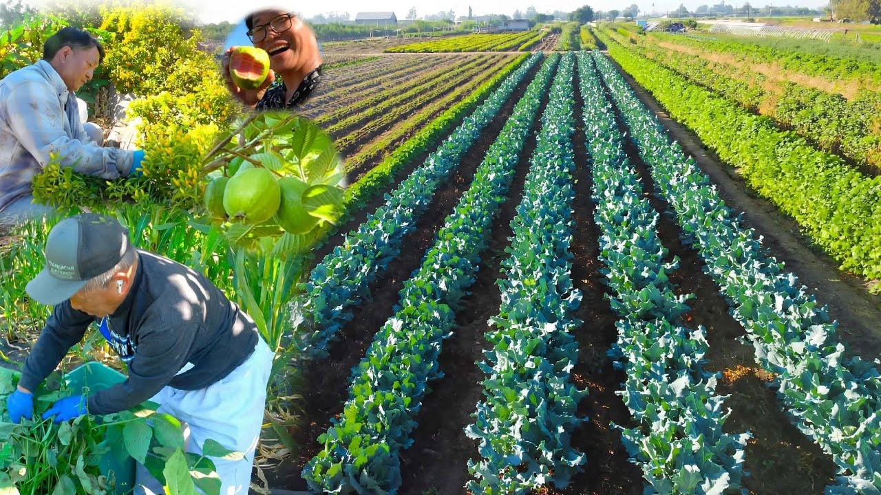 HMONG FARMING IN MERCED 10/7/2026