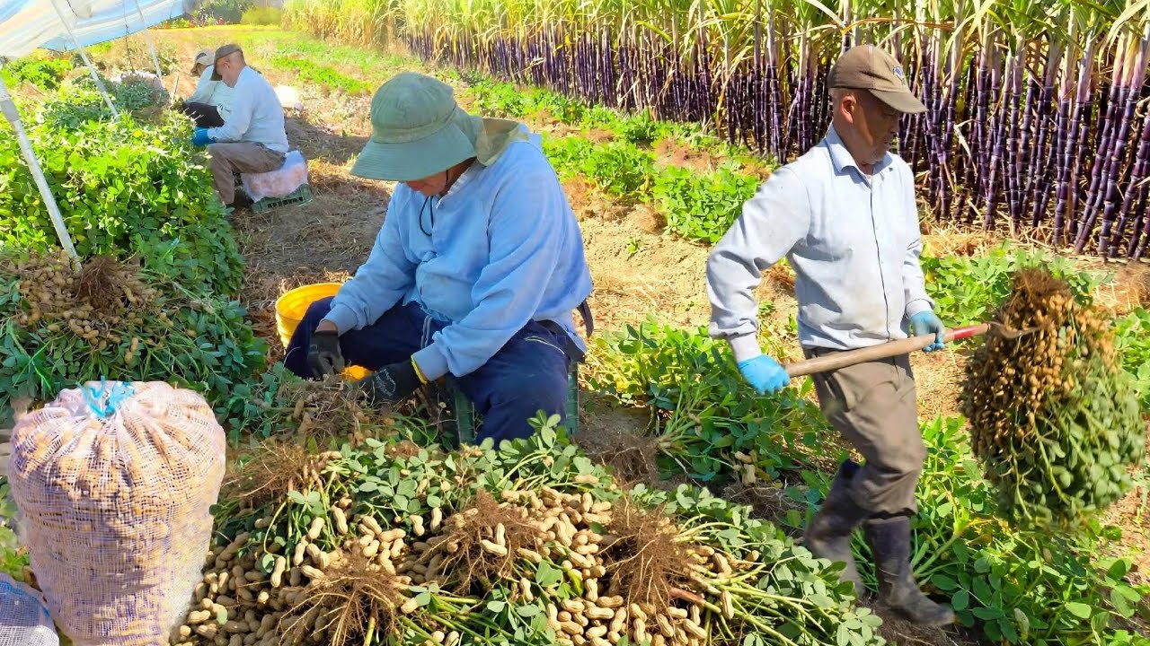 HMONG FARMING IN MERCED CALIFORNIA 10/4/2026