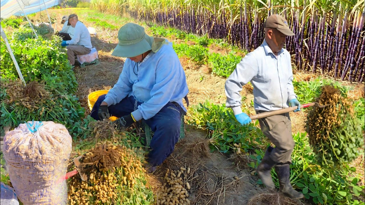 HMONG FARMING IN MERCED CALIFORNIA 10/4/2026