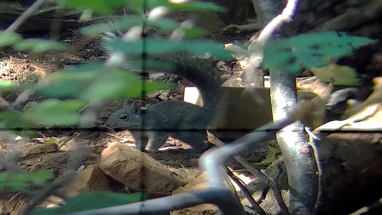 Squirrel hunting  9/2026 yos hav zoov tua nas